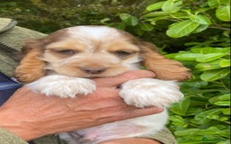 Cocker Spaniel dogs for sale: Adorable Show cocker spaniel puppies - Image 5