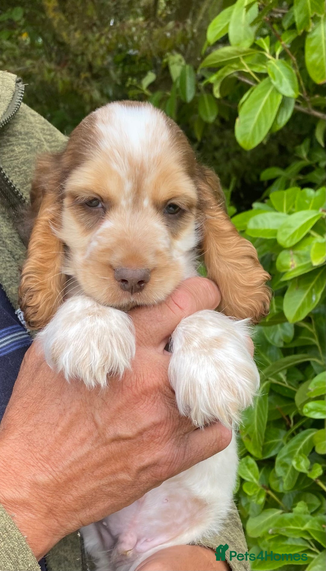 Cocker Spaniel dogs for sale: Adorable Show cocker spaniel puppies - Image 5