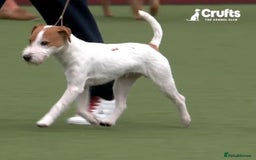 Parson Russell dogs for sale: Champion Bred Parson Puppies in Lanark - Image 3