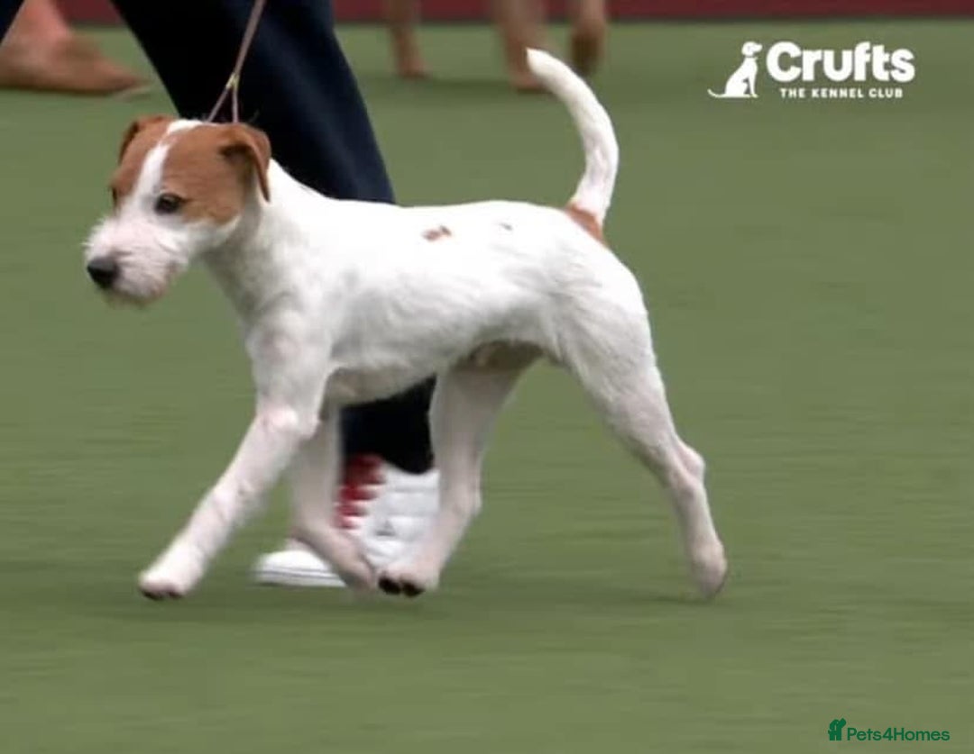 Parson Russell dogs for sale: Champion Bred Parson Puppies in Lanark - Image 3