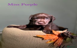 Labrador Retriever dogs for sale: 🐾 Beaytiful KC Labrador puppies!🐾 - Advert 7