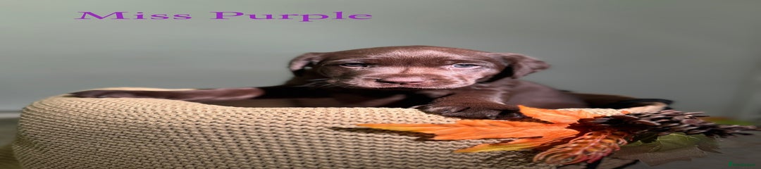 Labrador Retriever Puppy 6