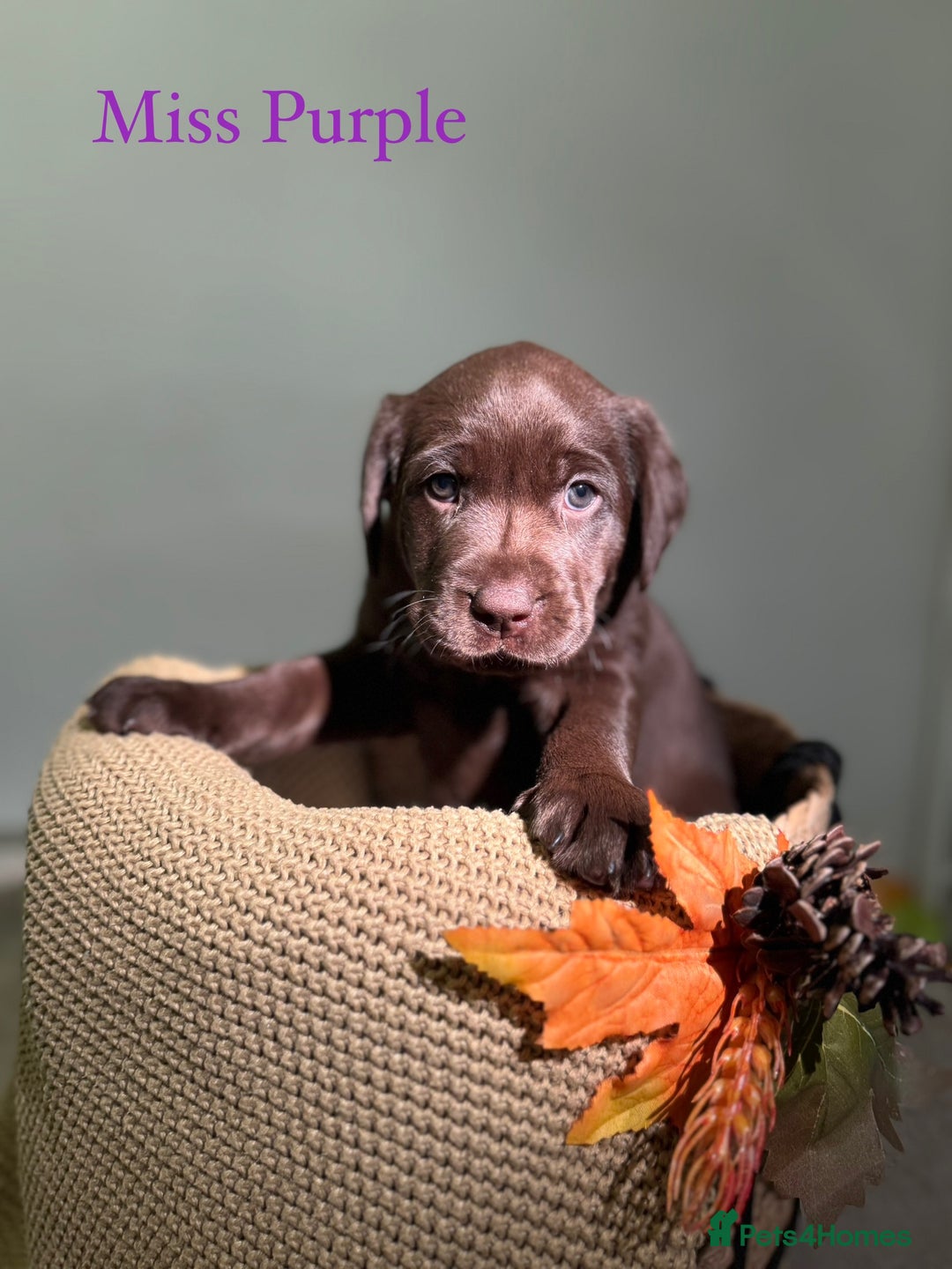 Labrador Retriever dogs for sale: 🐾 Beaytiful KC Labrador puppies!🐾 - Advert 7