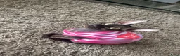 Sphynx cats for sale: Beautiful 1-Year-Old Tortoiseshell Sphynx - Advert 1