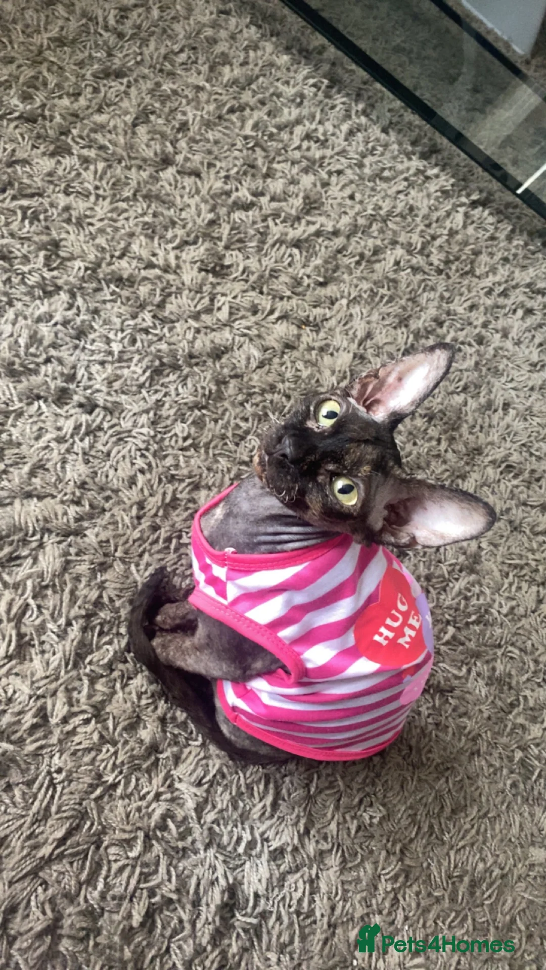 Sphynx cats for sale: Beautiful 1-Year-Old Tortoiseshell Sphynx - Advert 1
