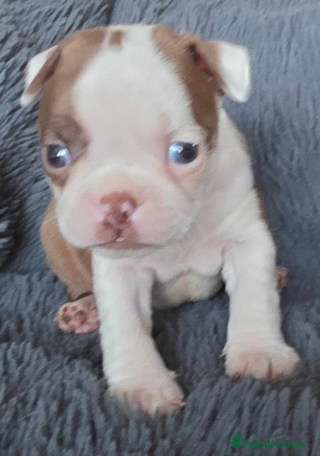 Boston Terrier dogs for sale: Stunning KC Reg Boston Terrier last girl left - Advert 26