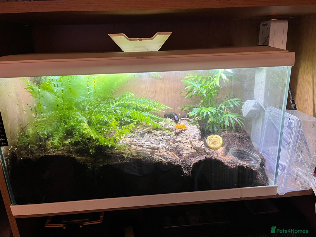 Millipedes invertebrates for sale: Breeding pair of giant African millipedes  - Advert 2