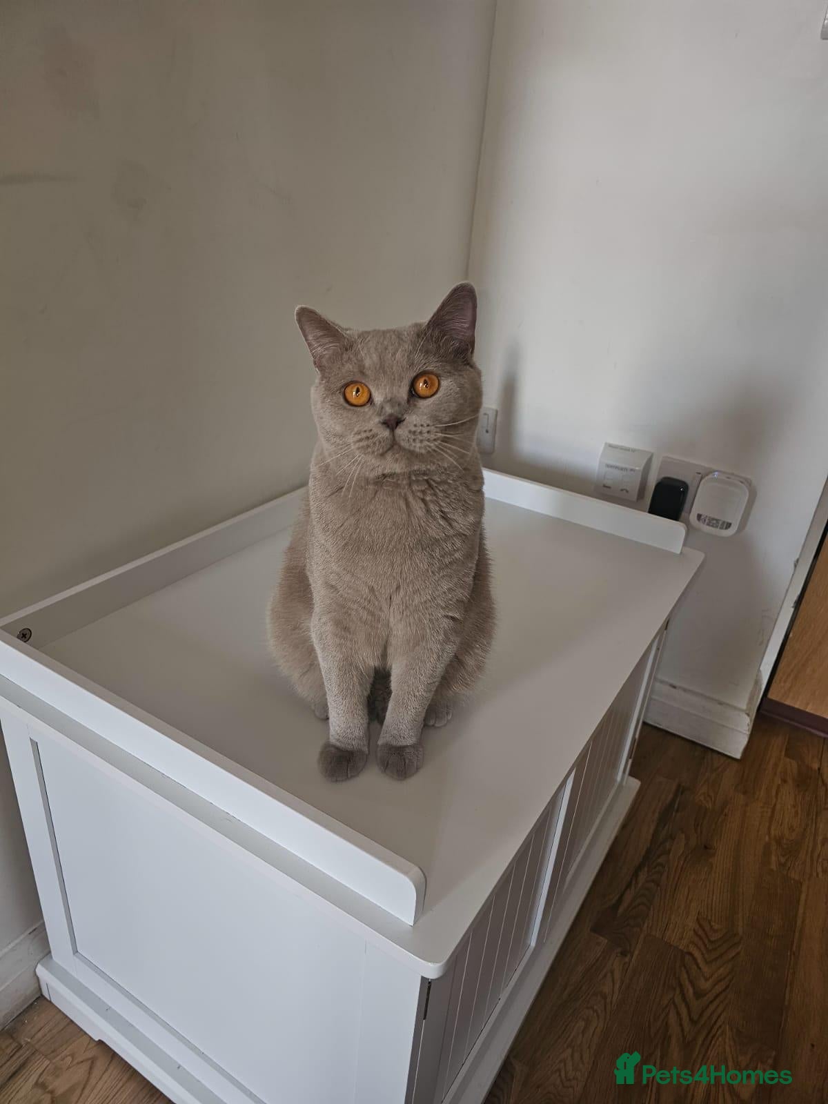 Mixed Breed cats cat for sale - Advert 1