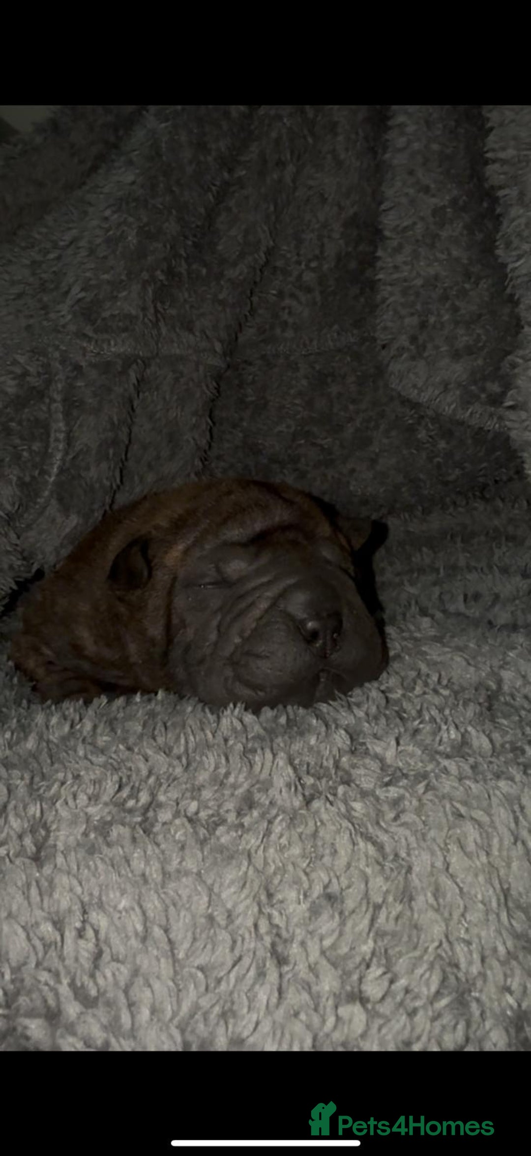 Shar Pei dogs for sale: Shar Pei Puppies For Sale - Advert 9