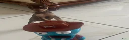 Russian Toy Terrier dogs for sale: Russian toy terrier  - Advert 4