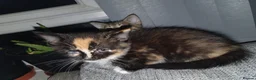 Mixed Breed cats for sale: 3 little girl  - Advert 1
