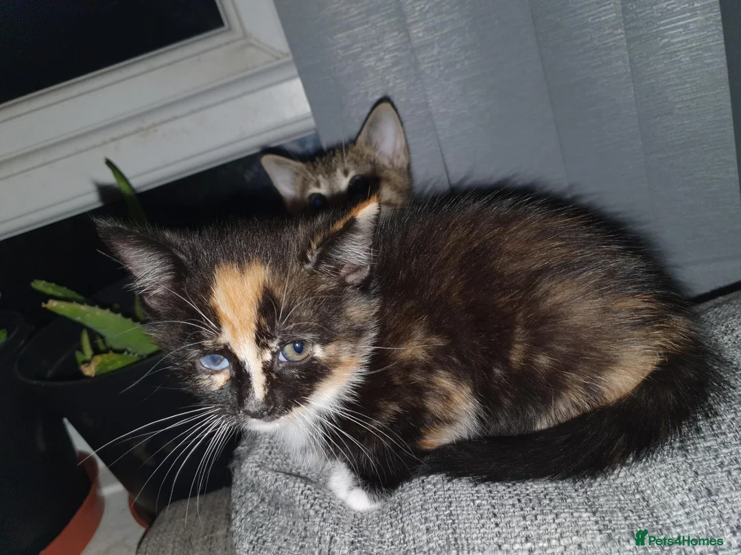 Mixed Breed cats for sale: 3 little girl  - Advert 1