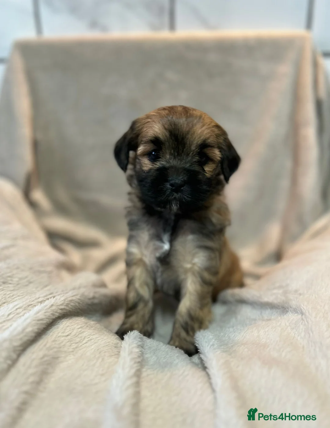 Lhasapoo dogs for sale: Lhasapoo puppies 🧸 - Advert 2