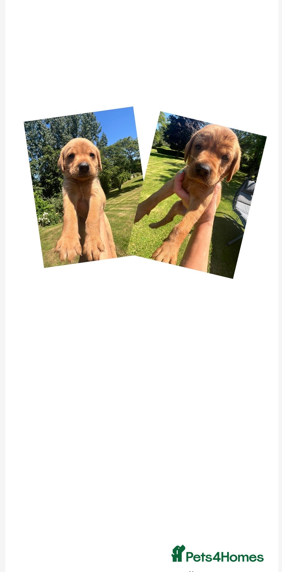 Labrador Retriever dogs SUPER DARK FOX RED LAB PUPS HEALTH TESTED PARENTS - Advert 5