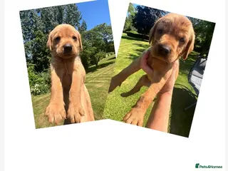 Labrador Retriever dogs SUPER DARK FOX RED LAB PUPS HEALTH TESTED PARENTS - Advert 5