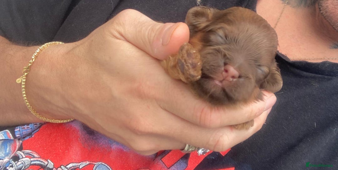 Shihpoo dogs for sale: Read the advert 5 star rated Toy shihpoo puppies - Image 20