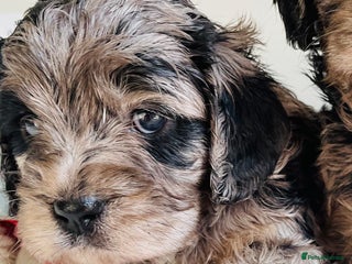 Cavapoo dogs - Advert 8