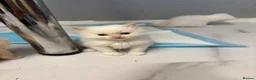 Ragdoll cats for sale: Half rag doll kittens - Advert 11