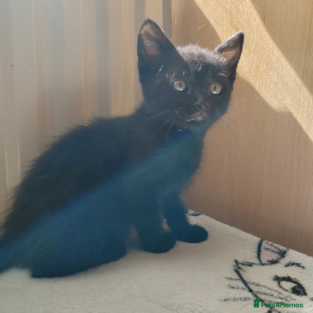Mixed Breed cats for sale: One black boy ready to go - Image 11