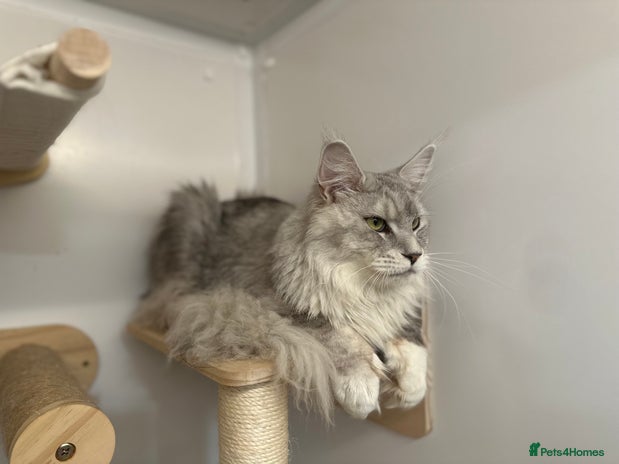 Maine Coon cats in Halifax - Advert 6