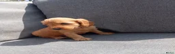Cockapoo dogs for sale: Cockapoo puppies - Advert 13
