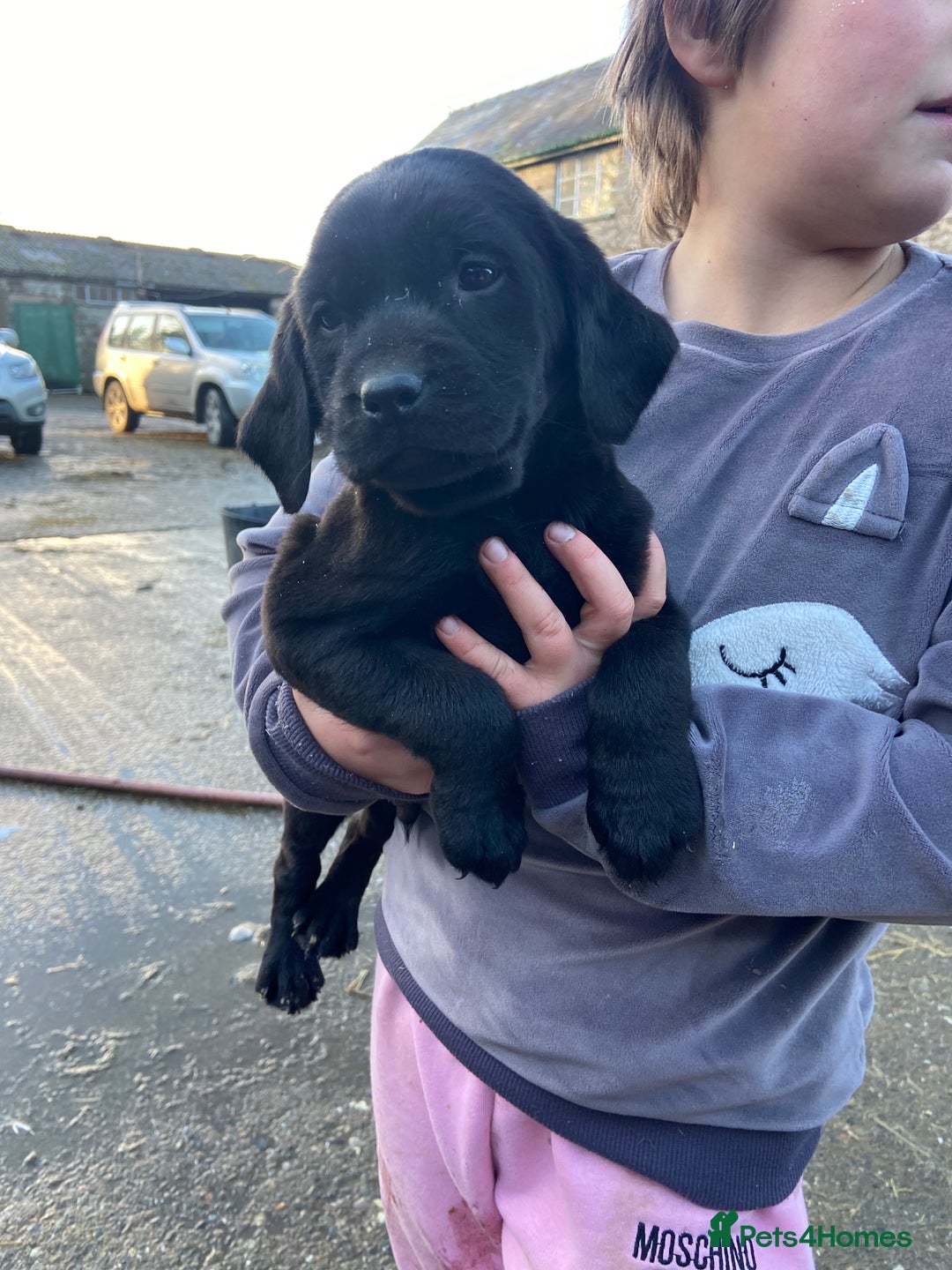 Labrador Retriever dogs for sale: 3 beautiful Labrador puppies for sale  - Advert 12