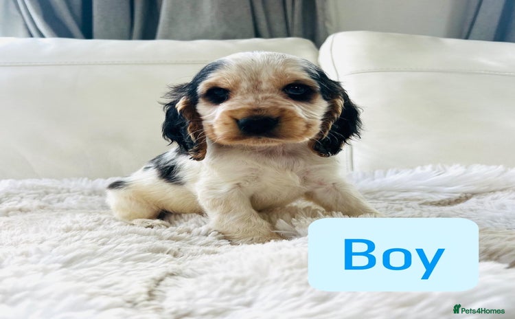 Cocker Spaniel dogs - Advert 1
