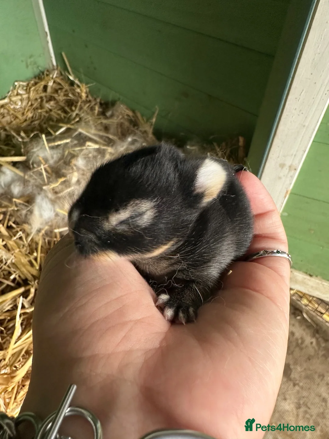 Rex rabbits for sale: Beautiful Baby Rex Bunny Ready 14/09 - Advert 2