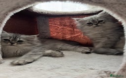 Persian cats for sale: Super cute Persian chinchilla kittens for Sale - Image 9