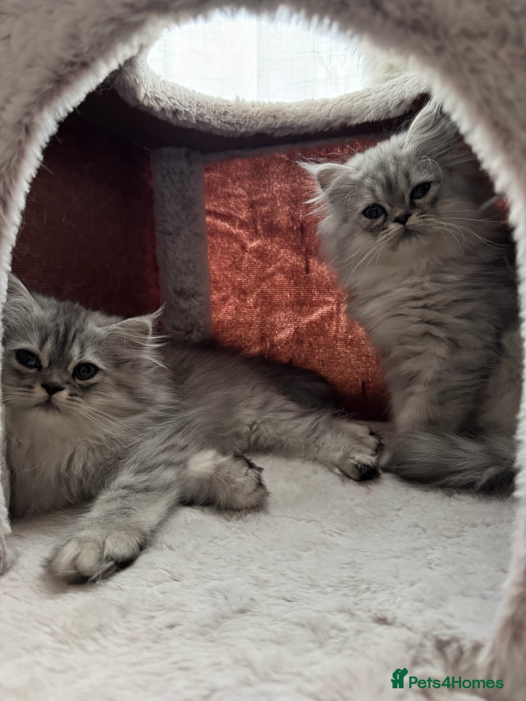 Persian cats for sale: Super cute Persian chinchilla kittens for Sale - Image 9
