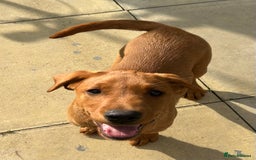 Labrador Retriever dogs for sale: Health tested kc  fox red labs  in Solihull - Image 2