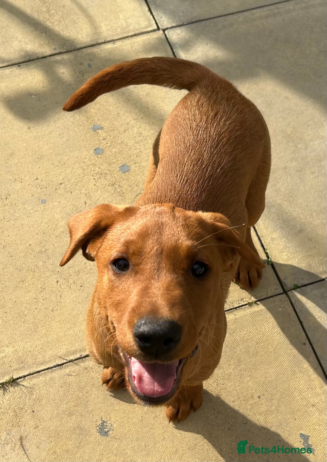 Labrador Retriever dogs for sale: Health tested kc  fox red labs  in Solihull - Image 2