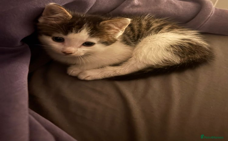 Turkish Van cats - Advert 1