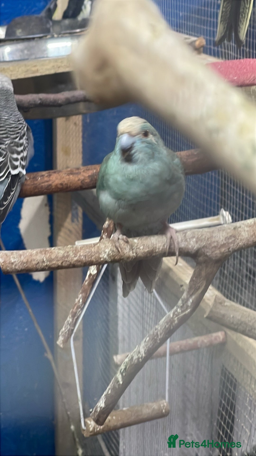 Parakeets birds Male blue kaki  - Advert 1