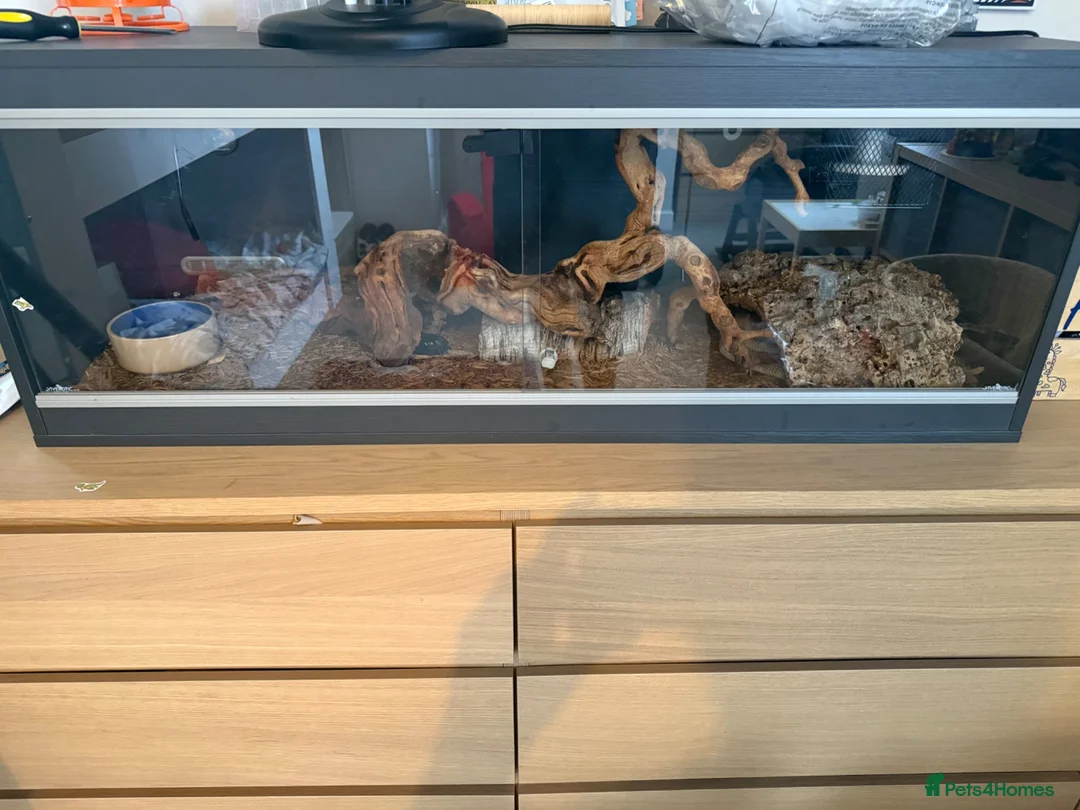Python Snake reptiles for sale: Beautiful Female Royal Python (Ball Python)  in Southampton - Advert 1