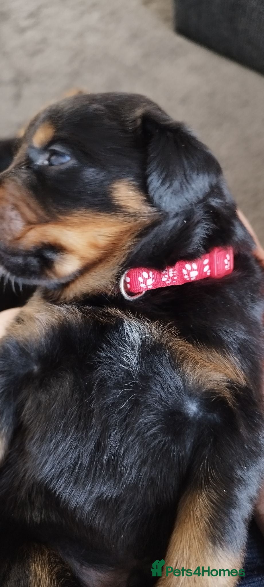 Rottweiler dogs Rottweiler puppies for sale - Advert 18