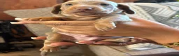 Miniature Dachshund dogs for sale: Gorgouse dachsunds  - Advert 1