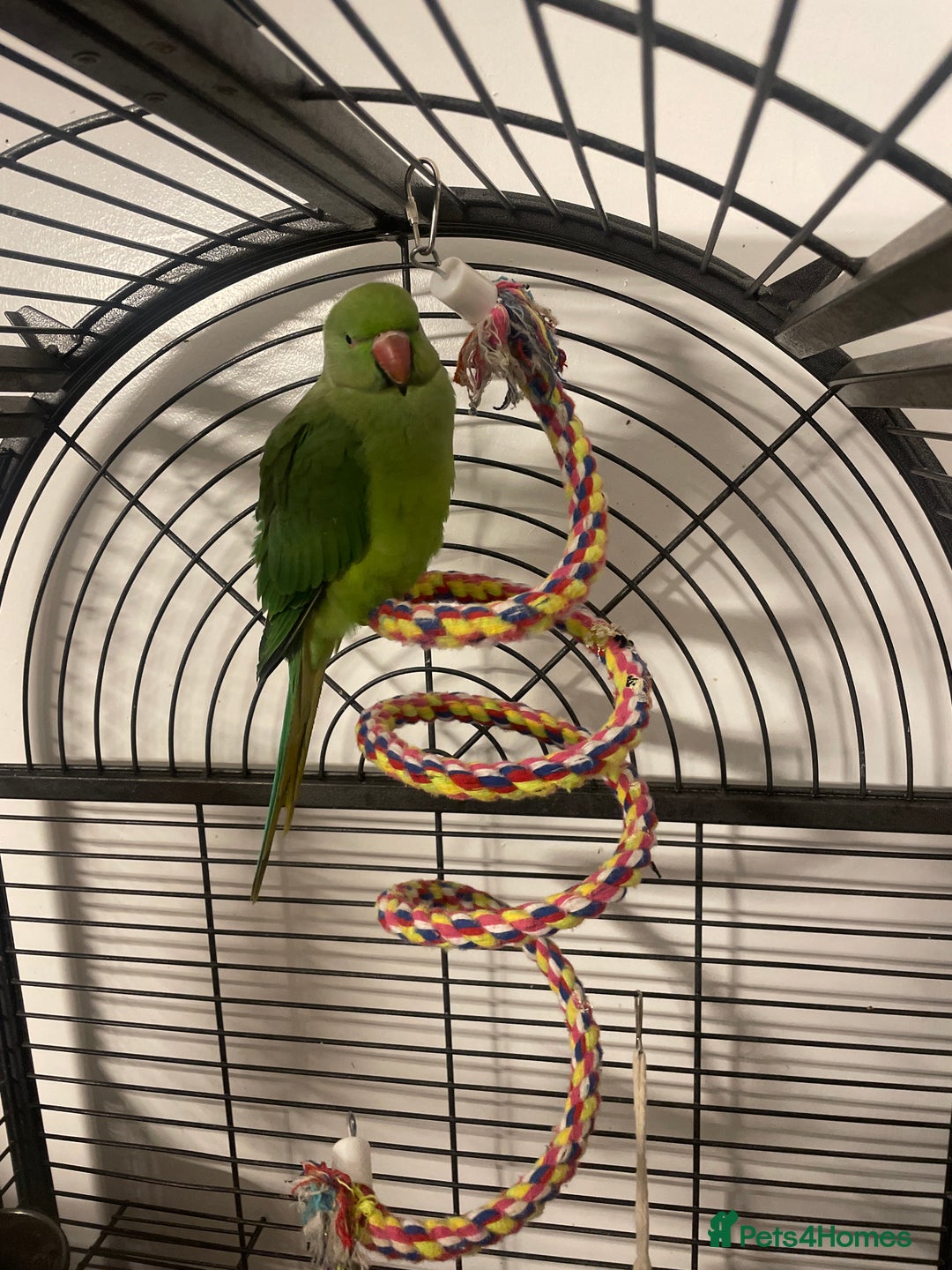 Ringnecks birds for sale: Female ring neck parrot  - Advert 1