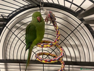 Ringnecks birds Female ring neck parrot - Advert 2