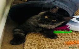 Maine Coon cats for sale: Black Smoke Maine Coon 8 months  - Image 1