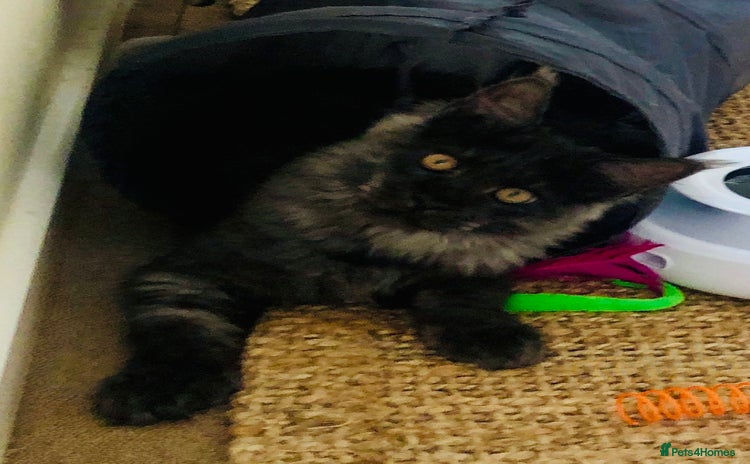 Maine Coon cats - Advert 16