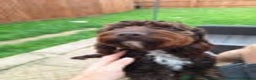 Cockapoo dogs for sale: 1 female left beautiful F2 Cockapoo puppies  - Advert 6