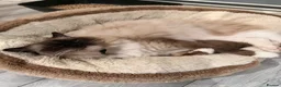 Ragdoll cats for sale: Pure breed healthy Ragdolls  - Advert 14