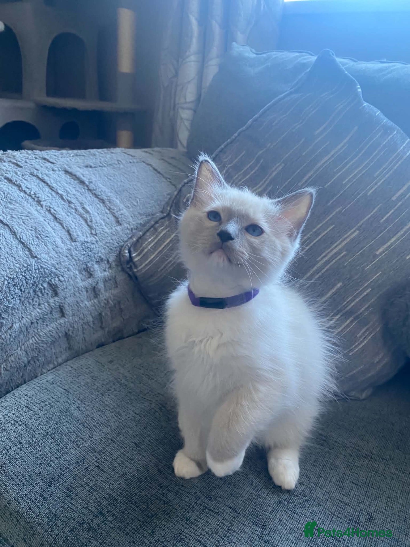 Ragdoll cats 🐾 GCCF Ragdoll Kittens🐾 READY TO LEAVE - Advert 11