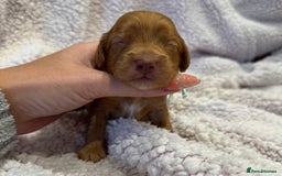 Cockapoo dogs for sale: F1 health clear stunning cockapoos - Image 27