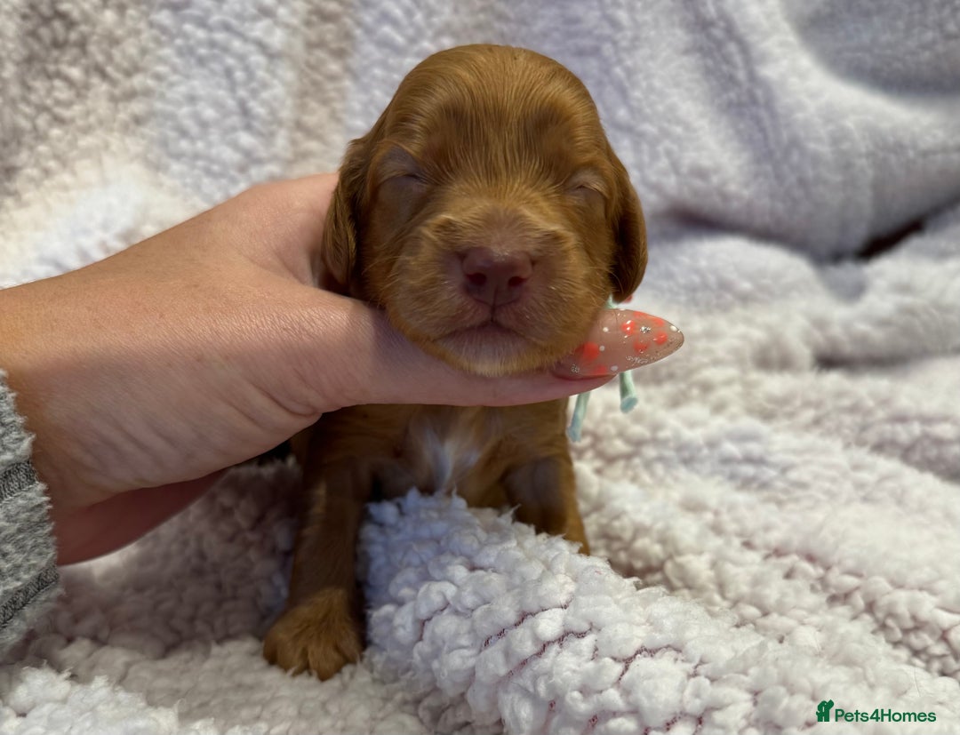 Cockapoo dogs for sale: F1 health clear stunning cockapoos - Image 27