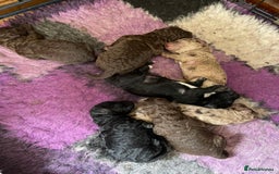 Miniature Poodle dogs for sale: 🐩Extensively Health Tested Miniature Poodles🐩 - Image 7