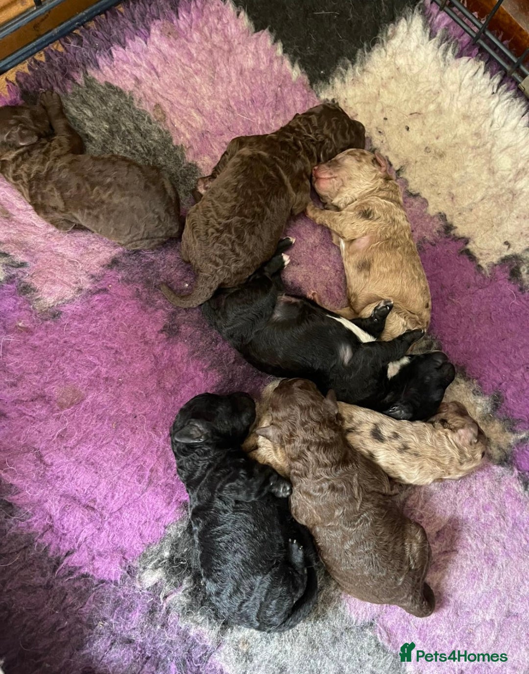 Miniature Poodle dogs for sale: 🐩Extensively Health Tested Miniature Poodles🐩 - Image 7