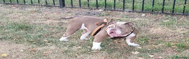 Old Tyme Bulldog 1