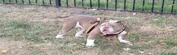 Old Tyme Bulldog dogs for sale: 🐾 Looking for a Forever Home – Meet Rimmer 🐾 in Staines - Advert 1